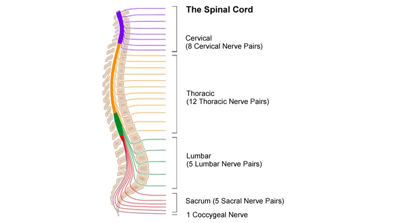 acute spinal injury illustration