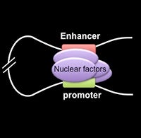 Image of Chromatin Loop