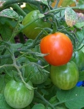 Sea Garden Tomatoes