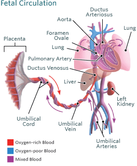 Blood Circulation in the Fetus and Newborn | Children's ...