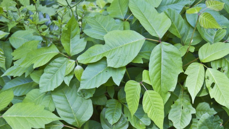 POISON IVY: How to Identify, Prevent & Remove 