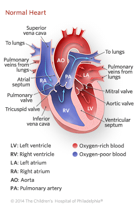 Blood circulation in the heart
