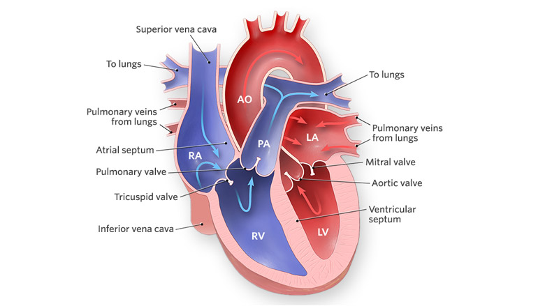 How the Heart Works - What the Heart Looks Like