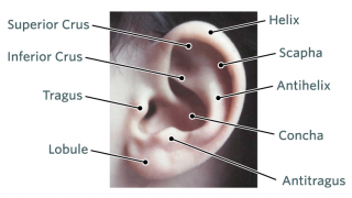 Low-set ears and pinna abnormalities Information