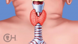 Thyroid illustration