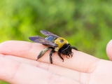 Bee landing on a hand