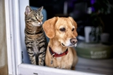 A dog and cat looking out of window