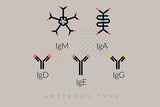 Illustration of antibody types