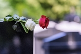 Red flower on a gravestone