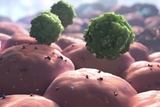 Virus attacking cell illustration