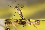 Aedes aegypti mosquito