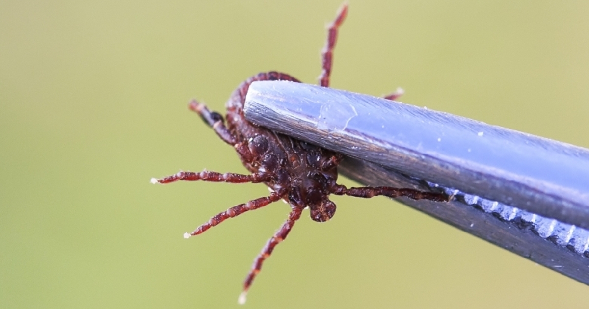 Removing Ticks The Dos and Don ts Children s Hospital of Philadelphia