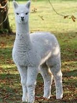 Alpaca