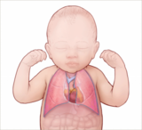 Normal heart and lung anatomy illustration