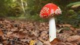 Poisonous mushroom