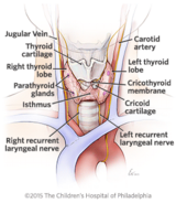 Thyroid Illustration