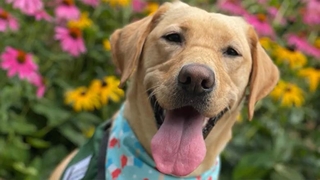 Children’s Hospital of Philadelphia Adds Second Facility Dog, Nettle