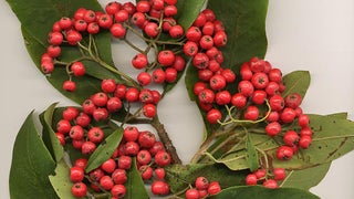 cotoneaster