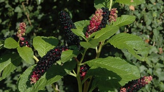 pokeweed