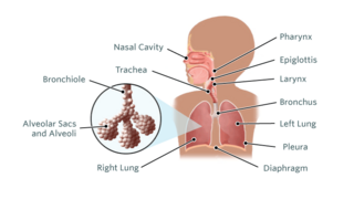 Respiratory System