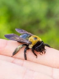 Bee landing on a hand