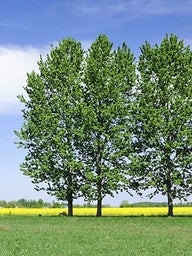 Open field with green trees