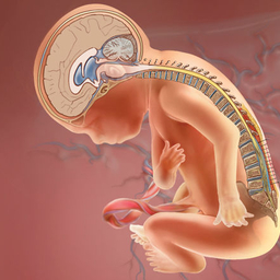 MOMS fetus repair illustration