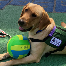 Photo of Dilly, CHOP's first full-time facility dog