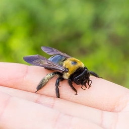 Bee landing on a hand