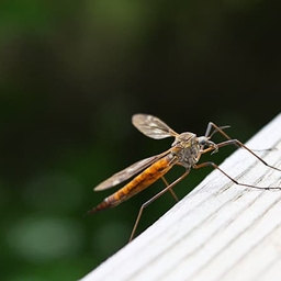 A close shot of a mosquito