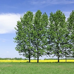 Open field with green trees