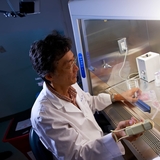 Lab technician testing samples under the protective hood