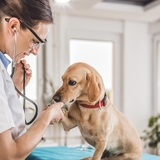 Vet caring for dog