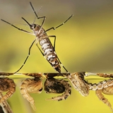 Aedes aegypti mosquito