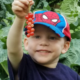 Lucas picking berries