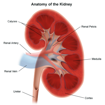 Bladder Exstrophy | Children's Hospital of Philadelphia