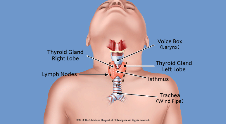 differentiated-thyroid-cancer-children-s-hospital-of-philadelphia